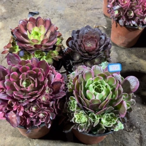 760多肉植物组合
