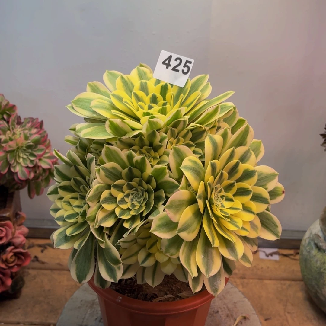 多肉法师迈巴赫425