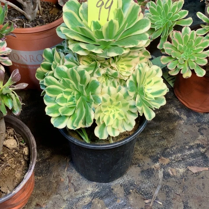 99迈巴赫多肉一物一拍～