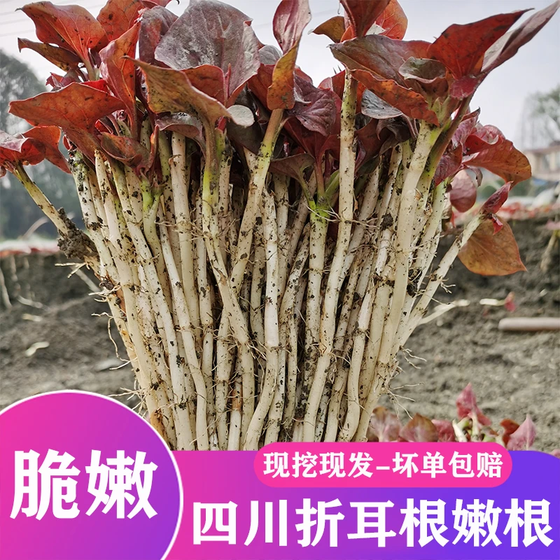 [冷链保鲜-坏单包赔]四川新鲜折耳根嫩根鱼腥草嫩叶子农家蔬菜