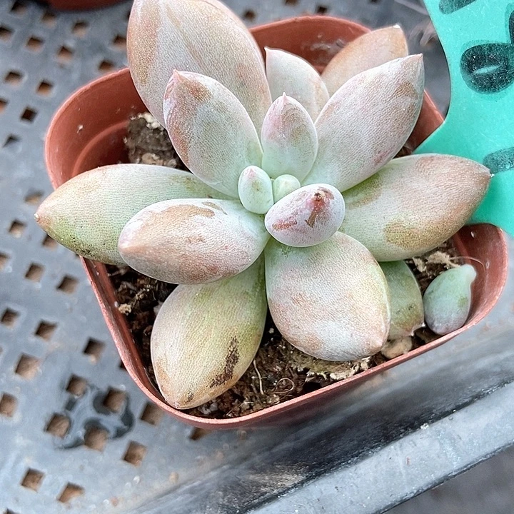 多肉植物红体哥特1870