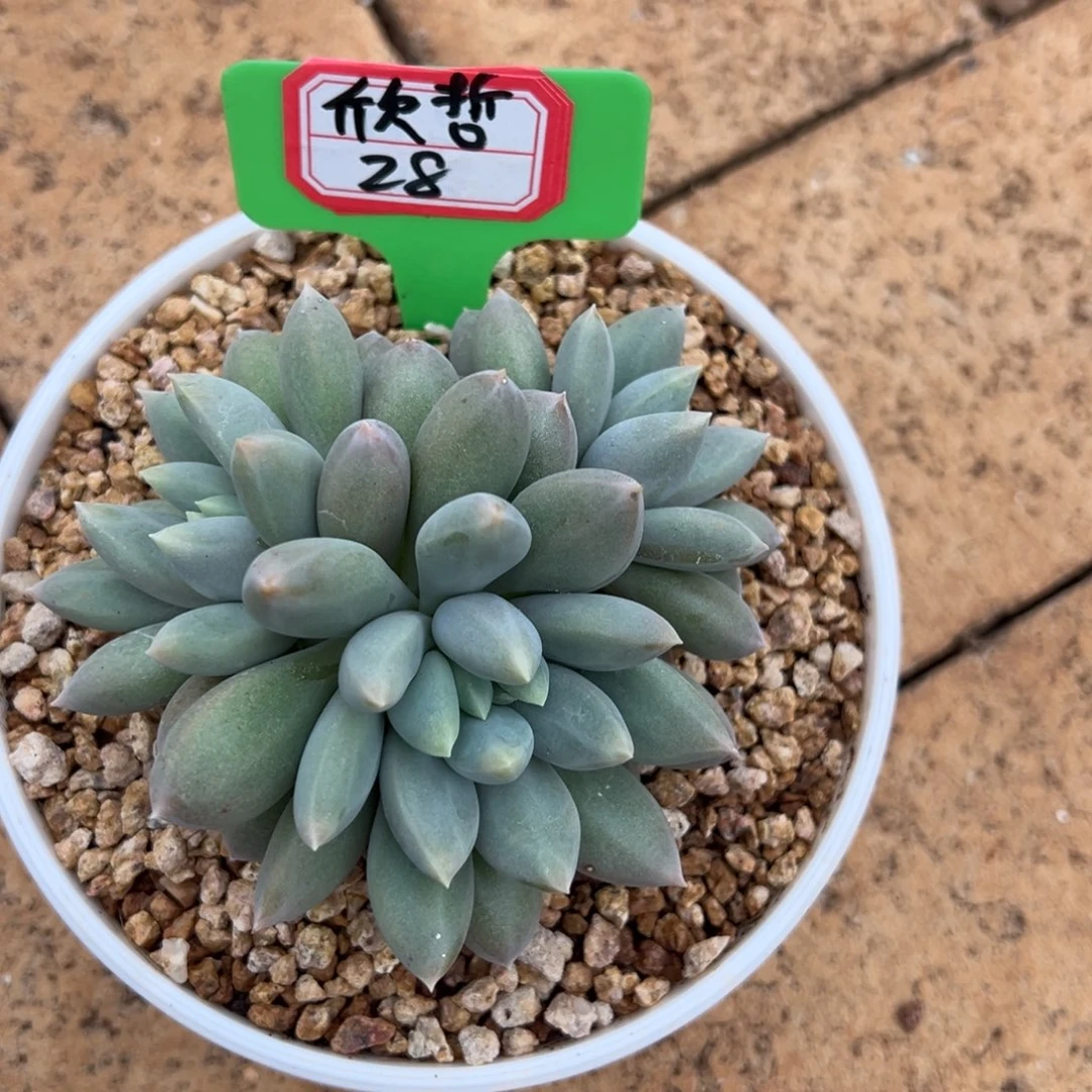 欣***明我不喜欢这样一天