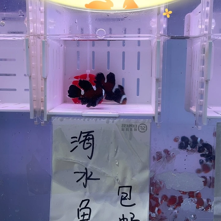 海水鱼创缸瑕疵礼服