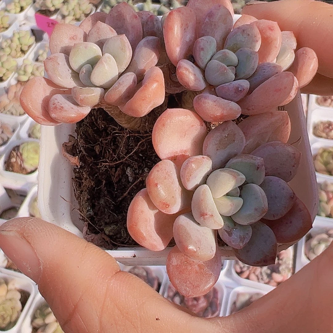 白鹭群19包邮多肉