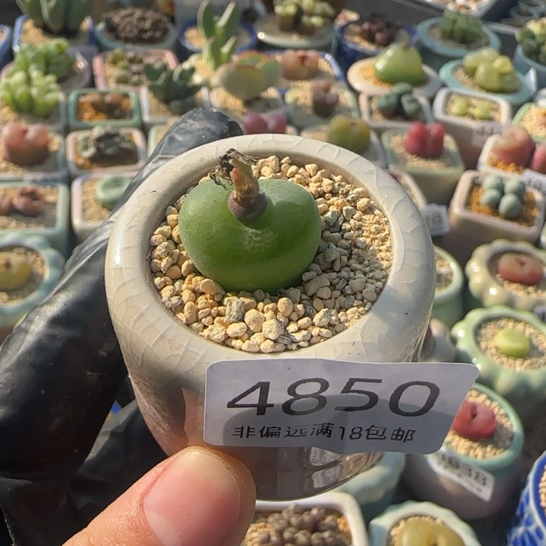 4850--一物一拍 带盆