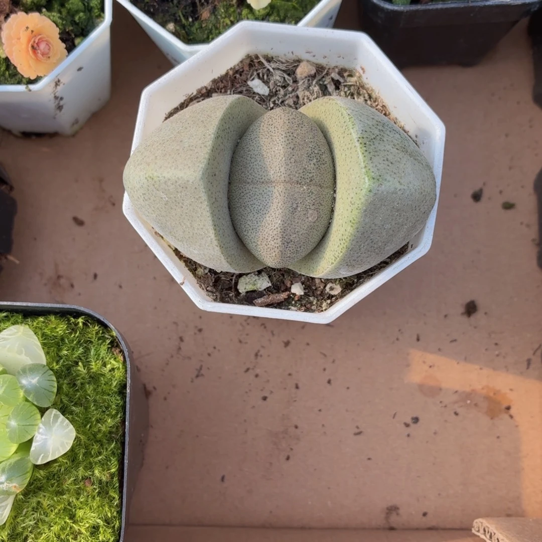 元宝多肉9.9包邮发货