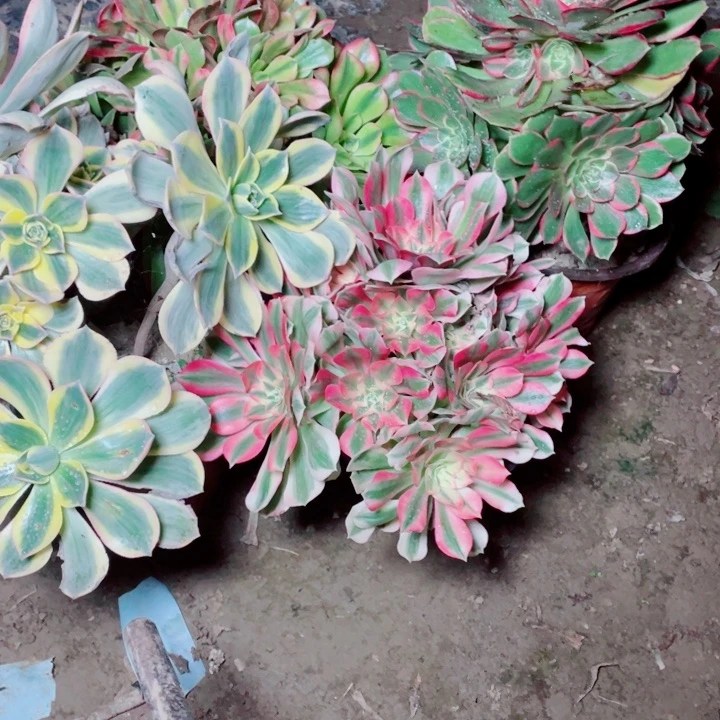 法师多肉植物219