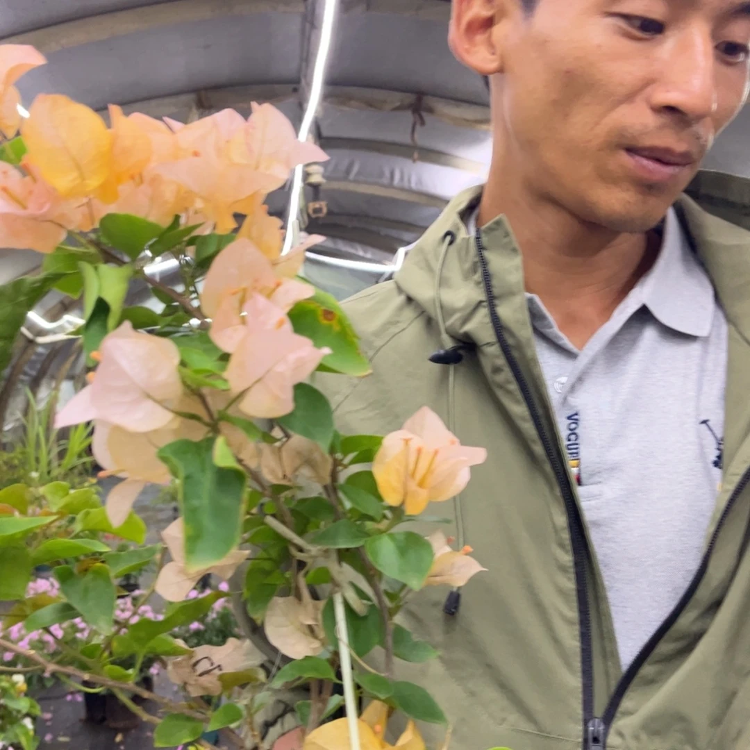 柳***/完全开放（金探戈）三角梅会落花落叶会光杆苗有大有小