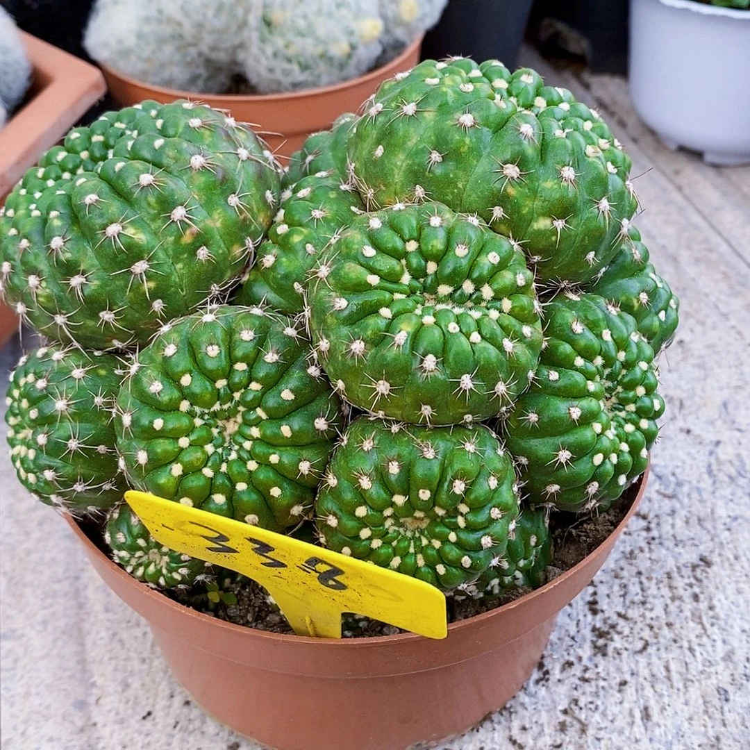 汐***汐玄美11111111111111个