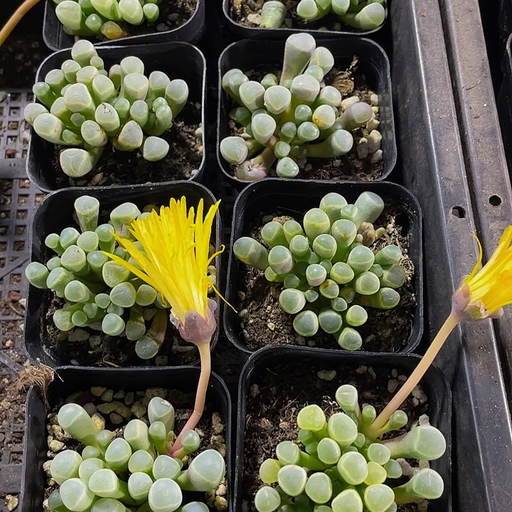 五十铃玉带盆土发