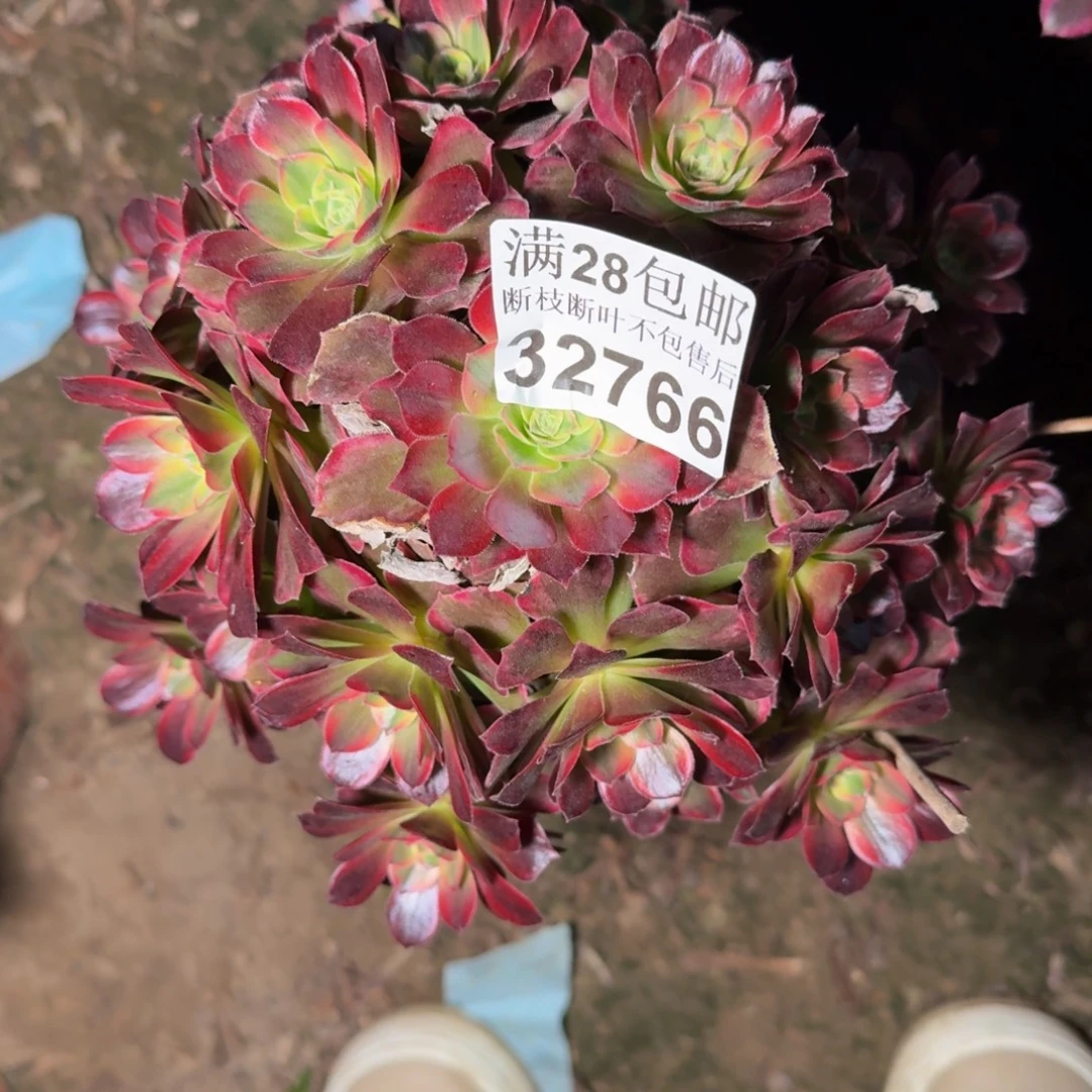 32766安娜多肉植物