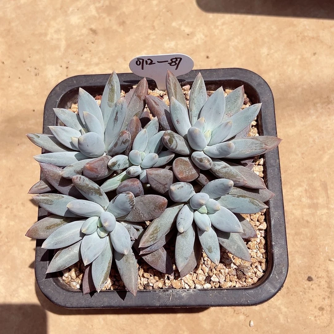 0712-87哥特萝莉。