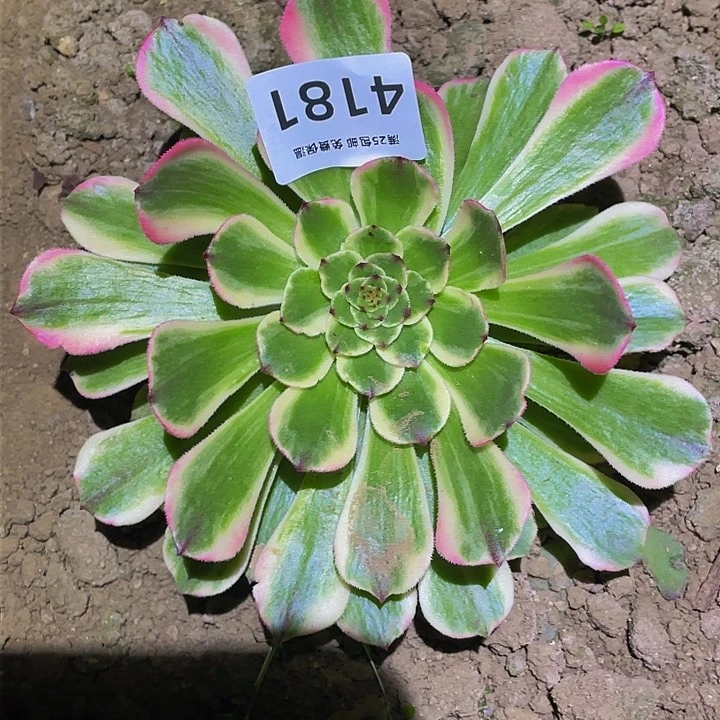 4181玉兔多肉植物