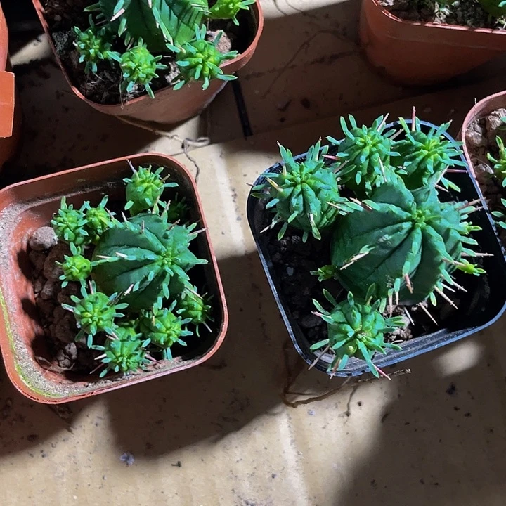 麒麟球4.8带盆土发