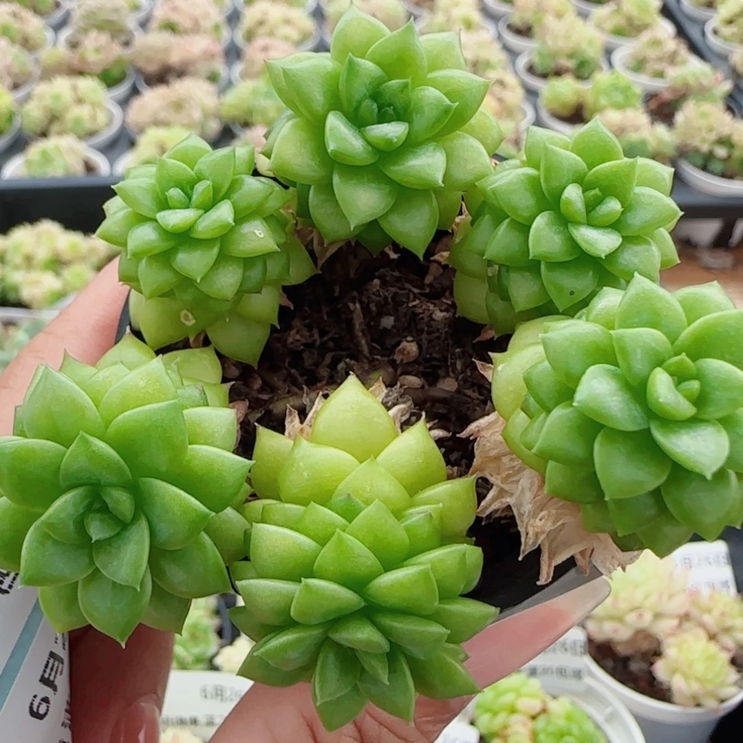 花语逸镜0626-100散绿水飘