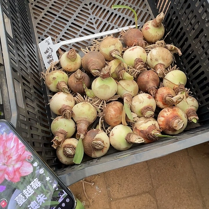 直播间蔓越莓5厘米以上一个