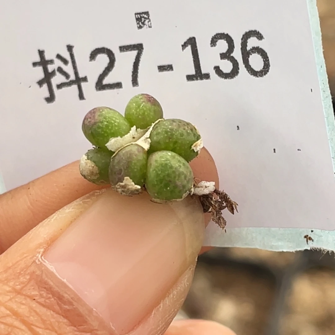 一***灰27-136肉锥多肉植物