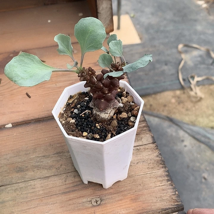 混***l蛮鬼塔8888888888