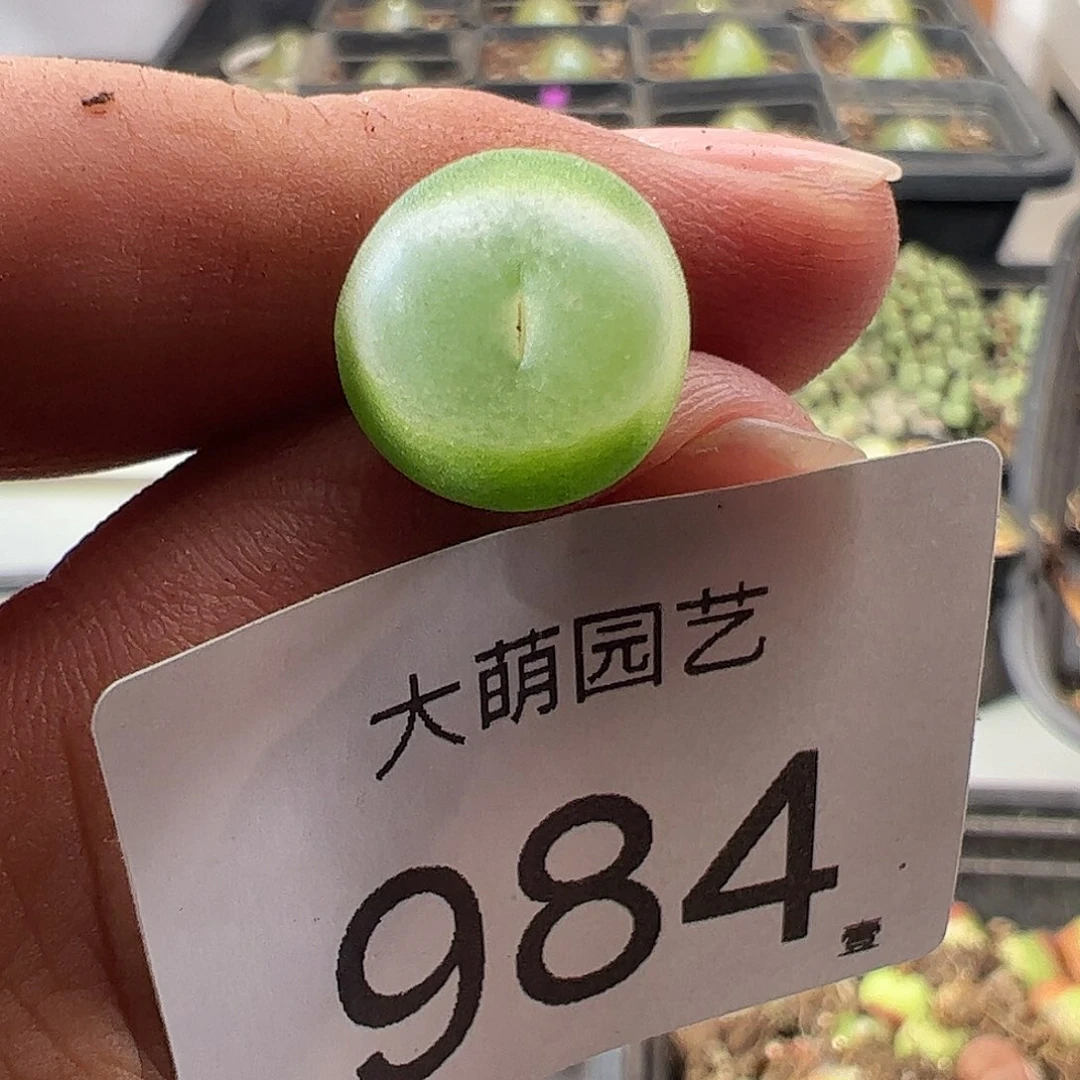 一物一拍。      984