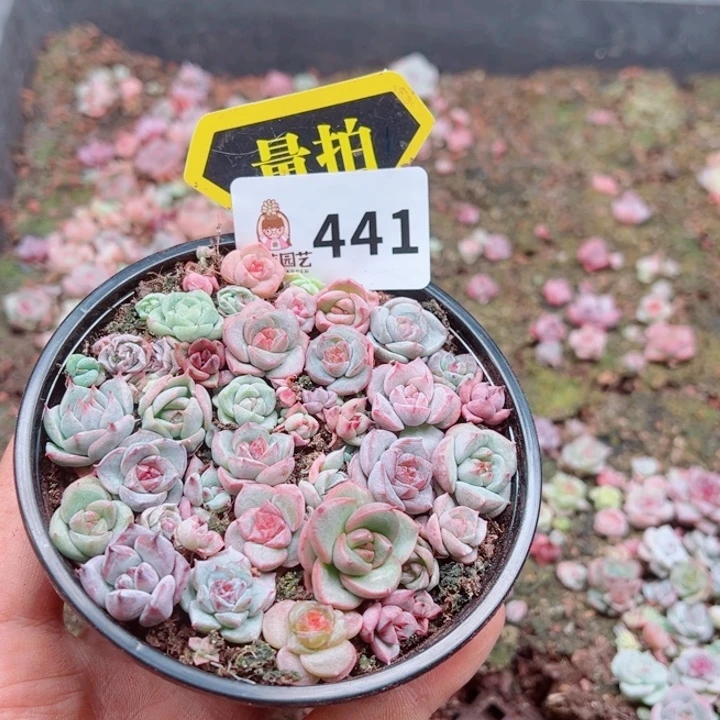 多肉植物多肉植物