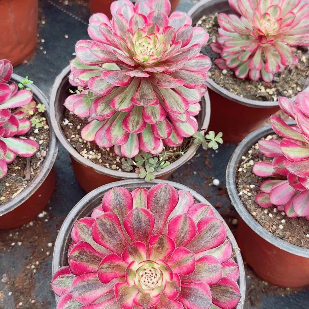 多肉5白月光多肉植物