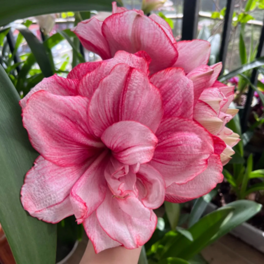 【梦幻】朱顶红重瓣基地自然球