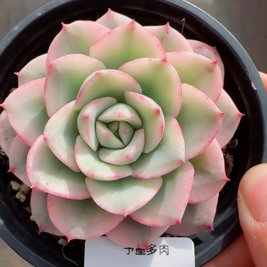 黄桃锦，7955多肉植物