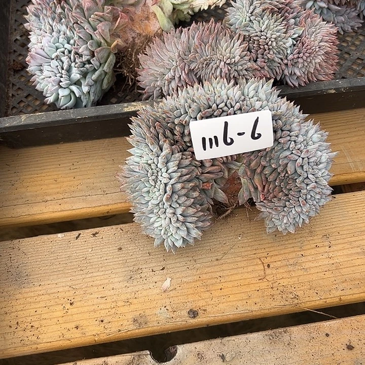 1116-6橙子缀多肉植物