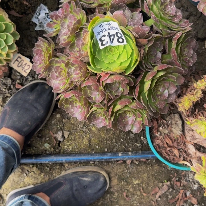 黑魔花225-50包邮花花