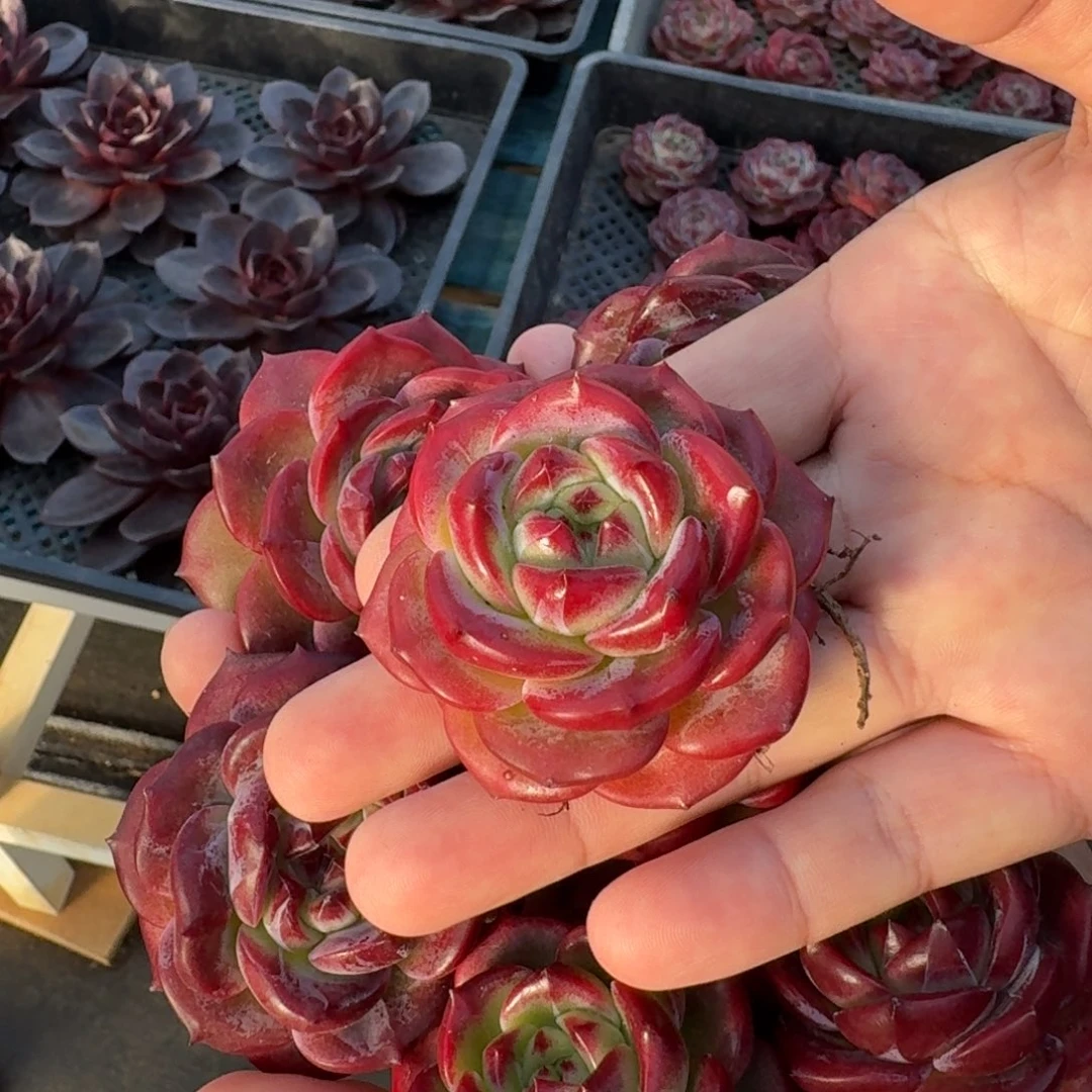 从前慢花园多肉编号-五公分笑版夜魔侠