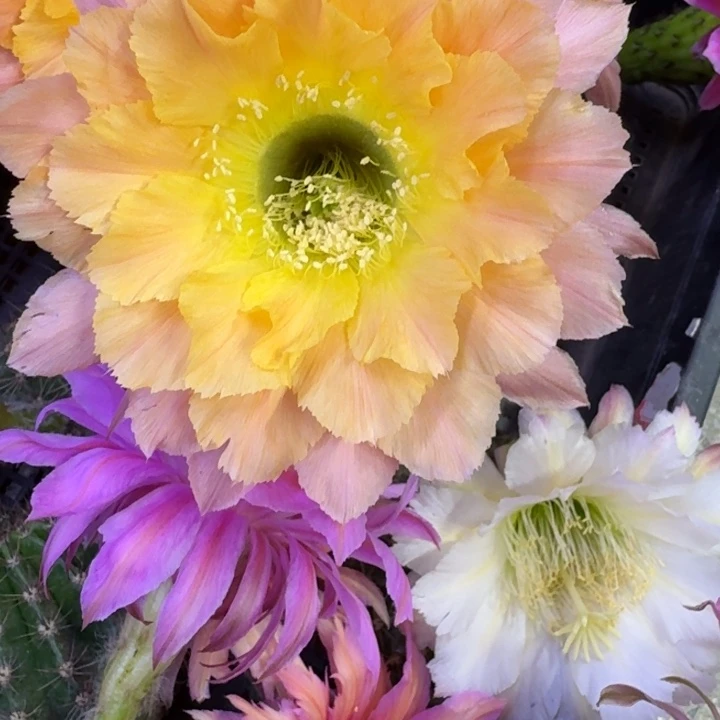 263彩草南湖12歪无根侧牙4公分左右