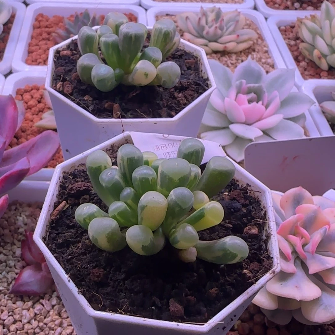 -***აU姐姐 多肉植物锦