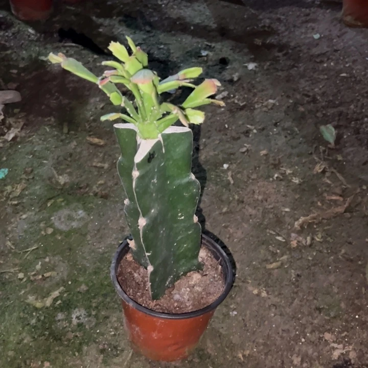 凡***想当前无花栽培后可以开花050  342