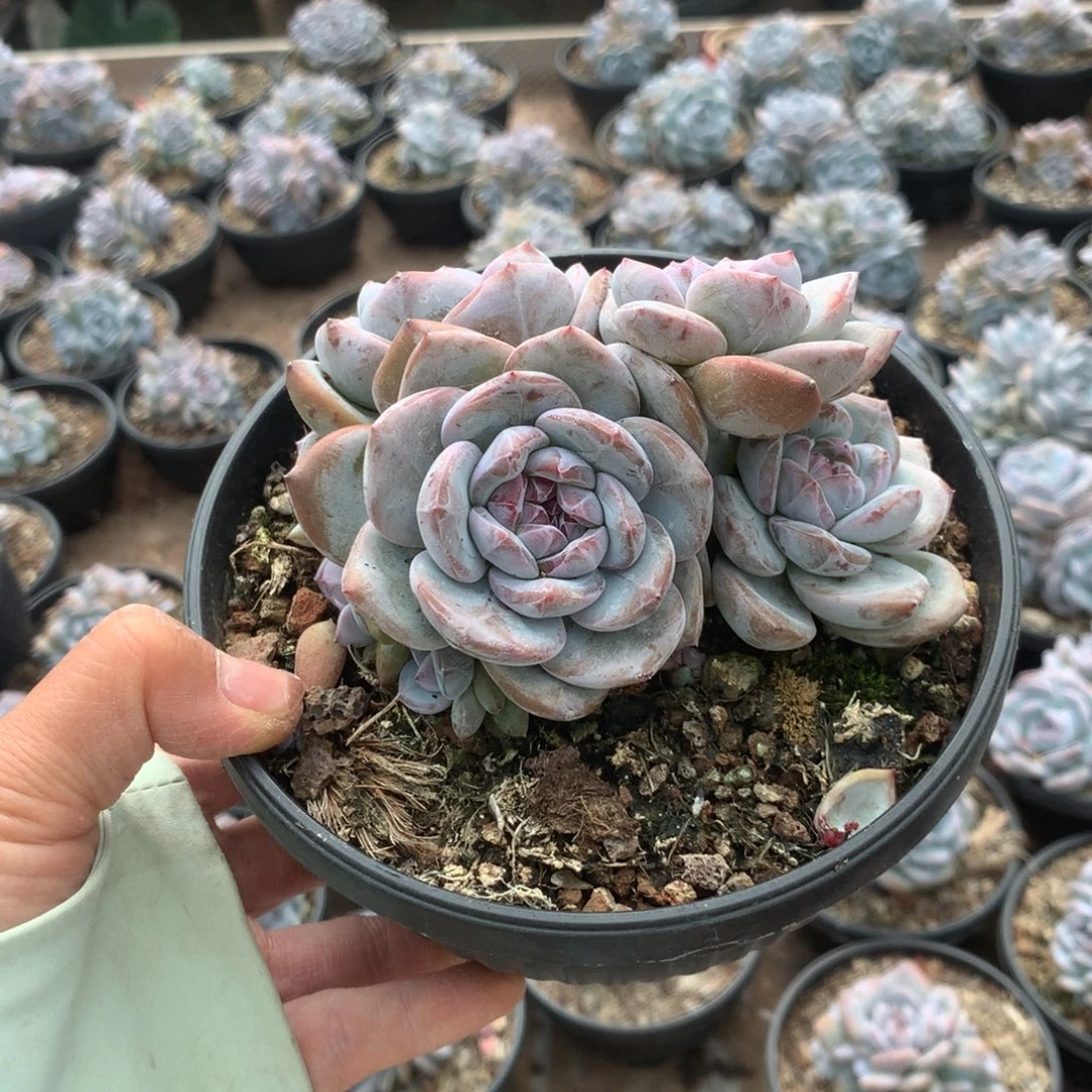无花朵无砍花花花花花花花花37