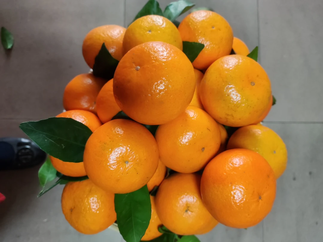 沃柑，清甜可口，天天新鲜