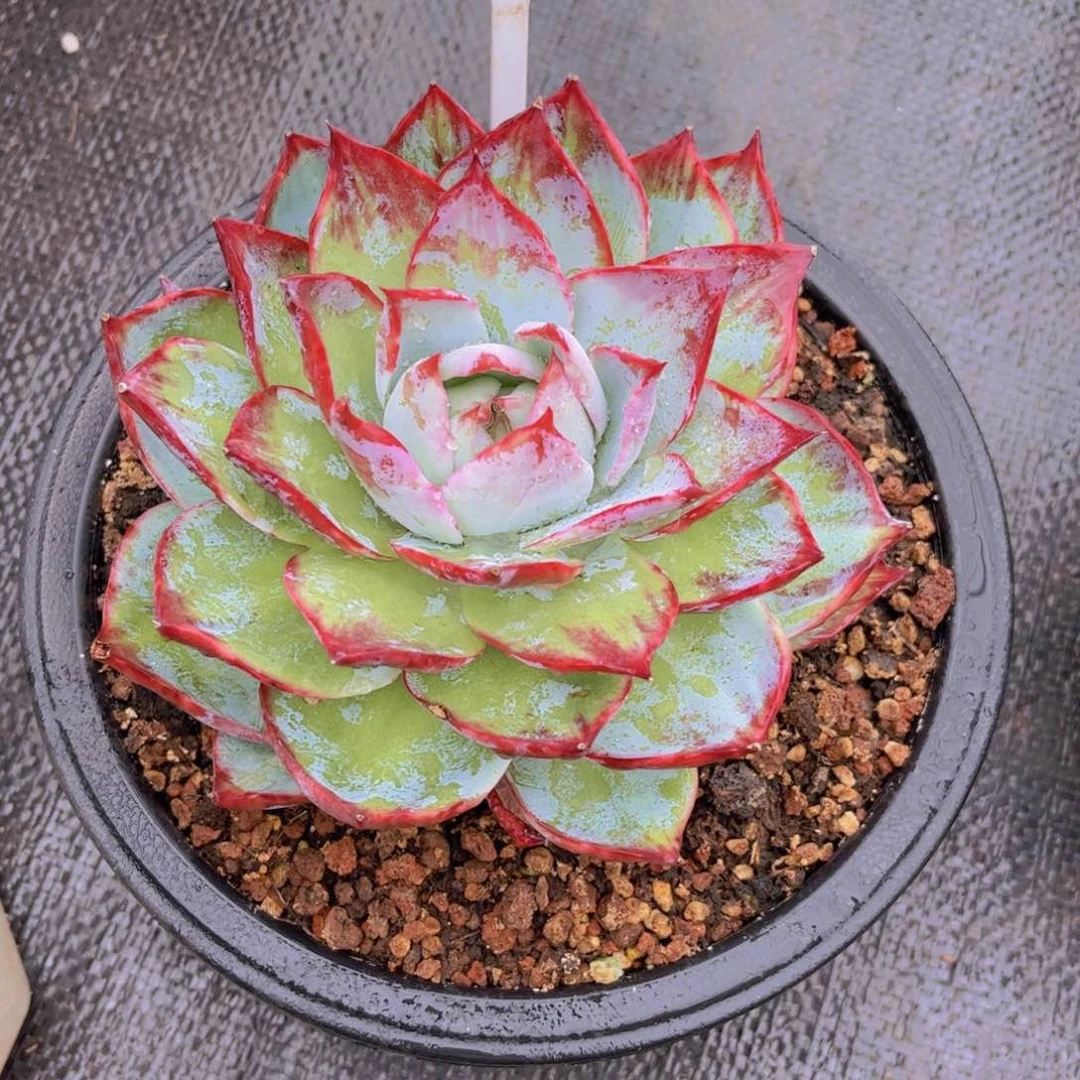 燕****惊鸿仙子一颗036号一物一拍