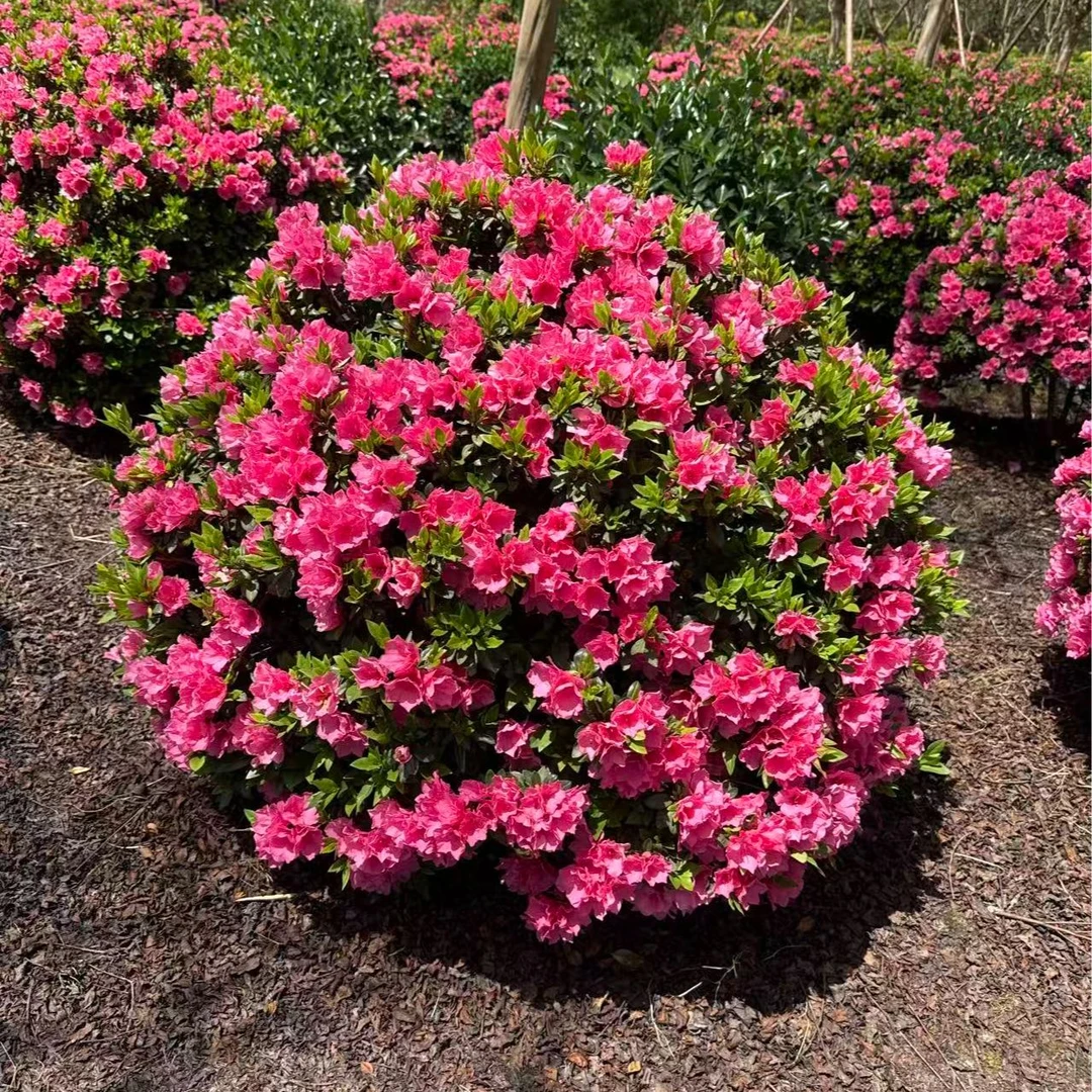 【露天春鹃球】杜鹃花杜鹃球锦绣杜鹃露天货庭院花园植物