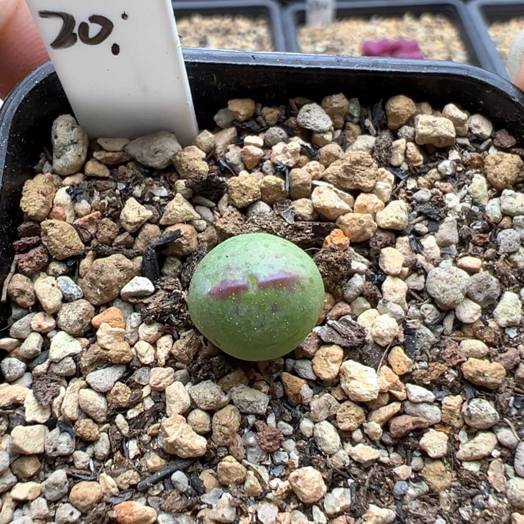 3-134   多基因将杂一棵