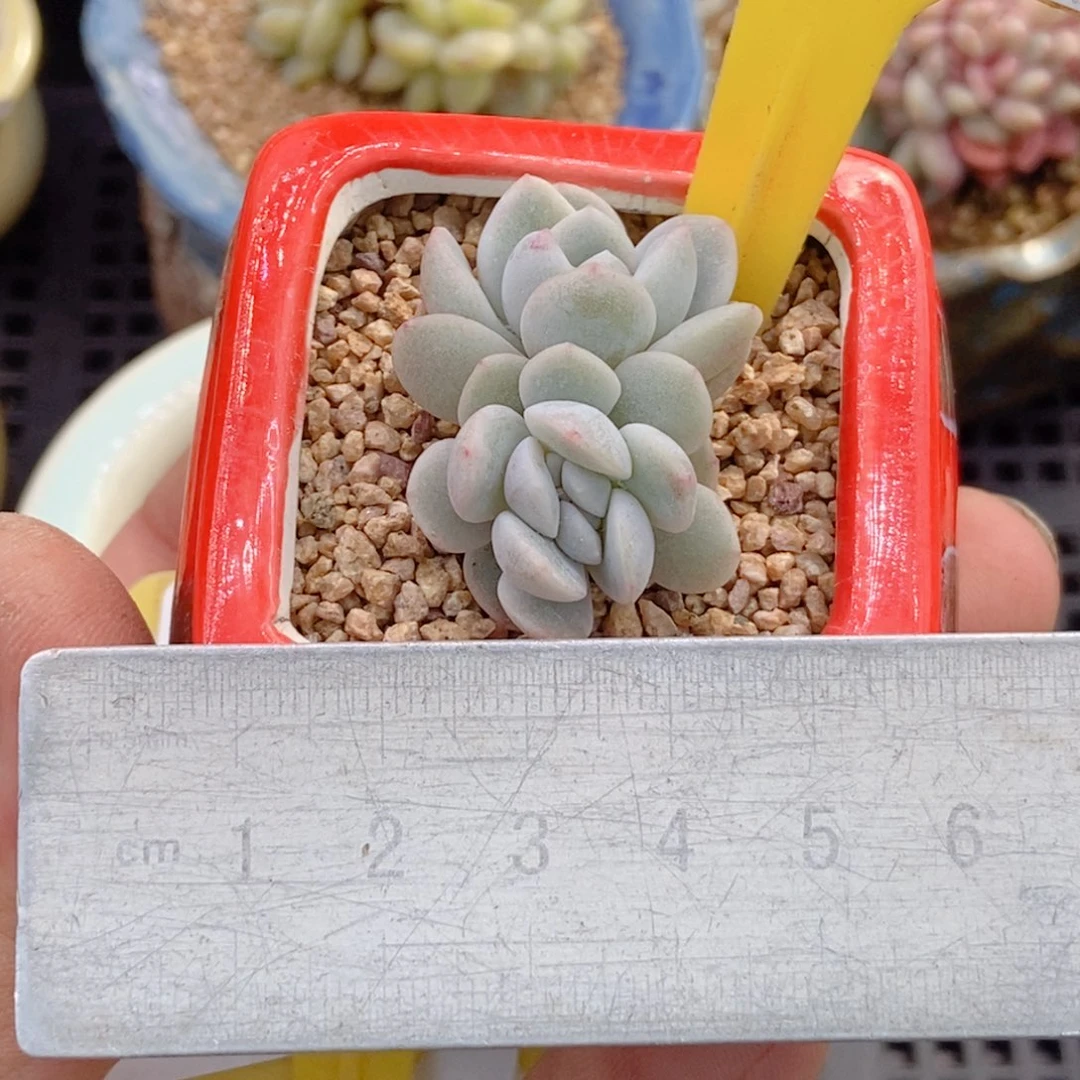 141冰玉缀多肉植物……