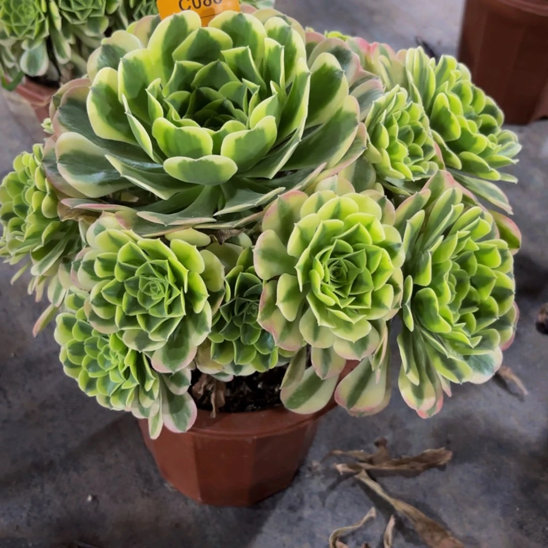 无花朵088绿豆莎法师多肉植物