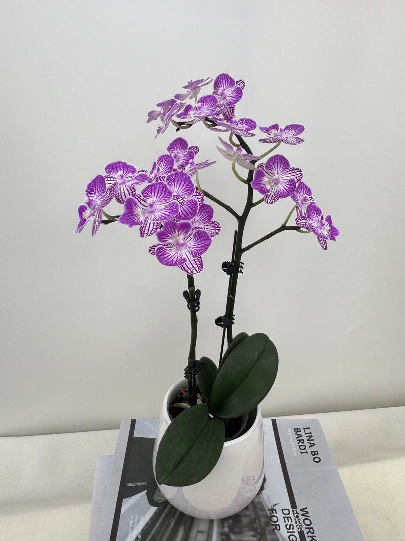 蝴蝶兰【曼塔姑娘】鲜花盆栽室内观赏花花佛山基地直发好养易活