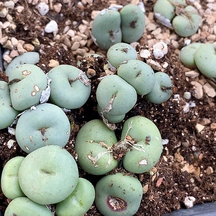 19614一组群生有伤