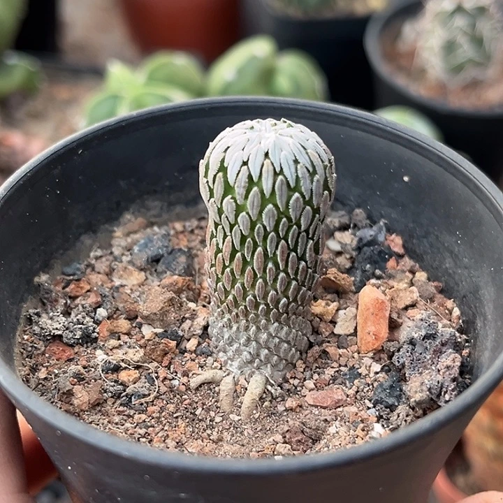 仙人球一物一拍自根22