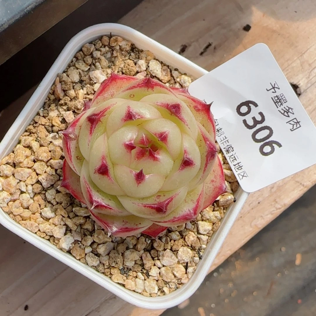 孤品，6306多肉植物