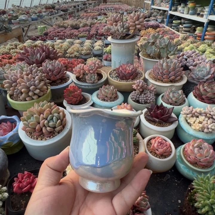 特价花盆满50发货 内口7.5