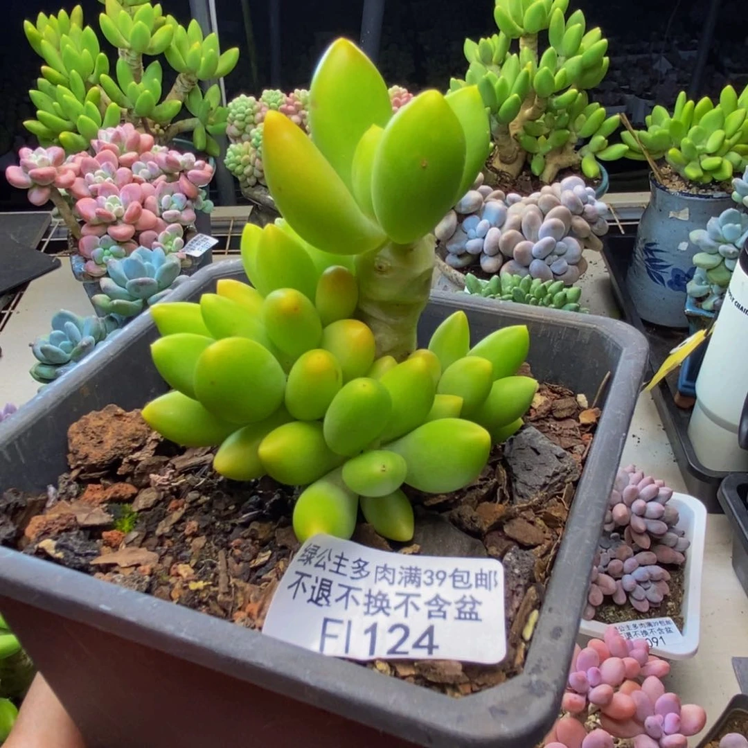 124金蝉芒果奶多肉5c m