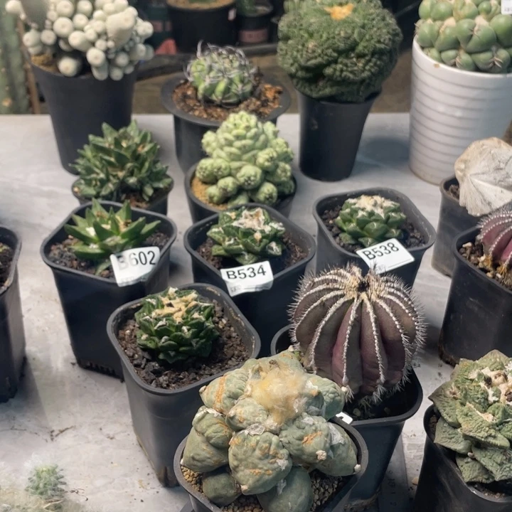 616蛋怒锦仙人球一个