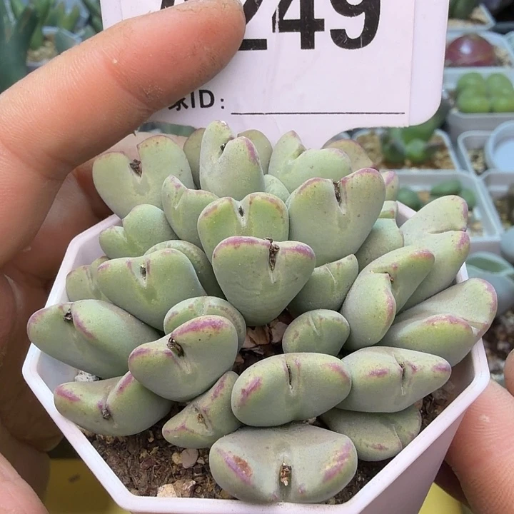 249。满38包邮肉锥