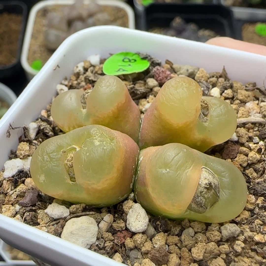 透窗漂亮多肉植物814