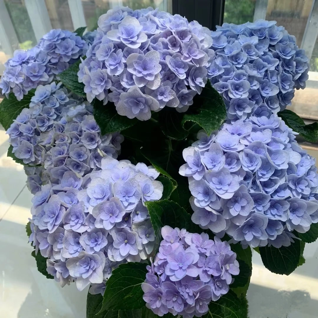【蓝色弗洛伦蒂娜】绣球盆栽庭院阳台可地栽新手易养护重瓣绣球